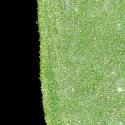 Img.VTax2007.ExN.Img6