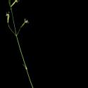 Img.VTax2009.ExN.Img10