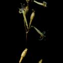 Img.VTax2009.ExN.Img14