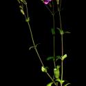 Img.VTax2016.ExN.Img3