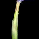 Img.VTax2039.ExN.Img6