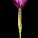 Img.VTax2043.ExN.Img17