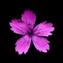 Img.VTax2043.ExN.Img18