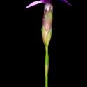 Img.VTax2058.ExN.Img3