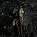 Img.VTax2142.ExN.Img11
