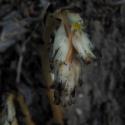 Img.VTax2142.ExN.Img8
