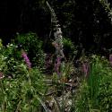 Img.VTax2191.ExN.Img3