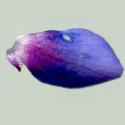 Img.VTax2196.ExN.Img11