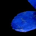 Img.VTax2196.ExN.Img2