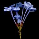 Img.VTax2202.ExN.Img7