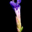 Img.VTax2205.ExN.Img11