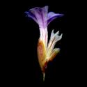 Img.VTax2212.ExN.Img7