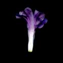 Img.VTax2212.ExN.Img9