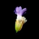 Img.VTax2218.ExN.Img6