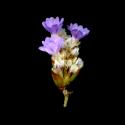 Img.VTax2218.ExN.Img8