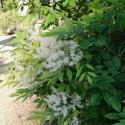 Img.VTax2236.ExN.Img9