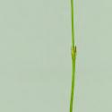 Img.VTax2253.ExN.Img7