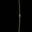 Img.VTax2253.ExN.Img8