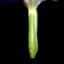 Img.VTax2267.ExN.Img3