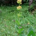 Img.VTax2268.ExN.Img8