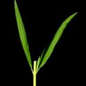Img.VTax2291.ExN.Img11