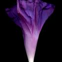 Img.VTax2302.ExN.Img10