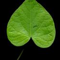 Img.VTax2302.ExN.Img8