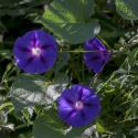 Img.VTax2302.ExN.Img9