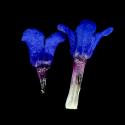 Img.VTax2347.ExN.Img10