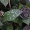 Img.VTax2347.ExN.Img4
