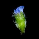 Img.VTax2356.ExN.Img7