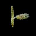 Img.VTax2371.ExN.Img7