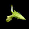 Imatge, VTax2415.ExN.Img12, Sideritis scordioides Img.VTax2415.ExN.Img12