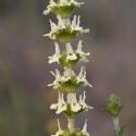 Imatge, VTax2415.ExN.Img3, Sideritis scordioides Img.VTax2415.ExN.Img3