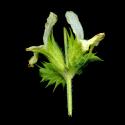 Imatge, VTax2415.ExN.Img8, Sideritis scordioides Img.VTax2415.ExN.Img8