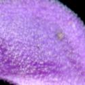 Img.VTax2419.ExN.Img8