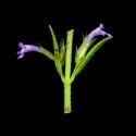 Img.VTax2472.ExN.Img7