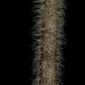 Img.VTax2482.ExN.Img13