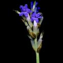 Img.VTax2523.ExN.Img6