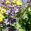 Img.VTax2531.ExN.Img3