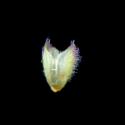 Img.VTax2543.ExN.Img8