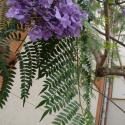 Img.VTax2773.ExN.Img2