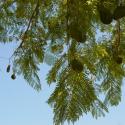 Img.VTax2773.ExN.Img4