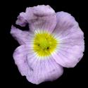 Img.VTax3469.ExN.Img2