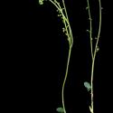Img.VTax1949.ExN.Img5