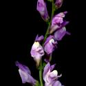 Img.VTax2606.ExN.Img7
