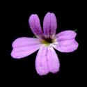 Img.VTax2647.ExN.Img9