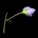 Img.VTax2660.ExN.Img4