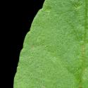 Img.VTax2668.ExN.Img4