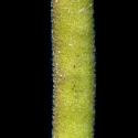 Img.VTax2668.ExN.Img8
